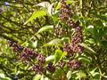 our lilac closeup.jpg